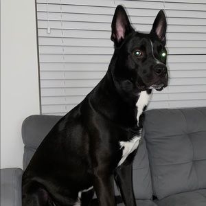 Meet your Posher, Daisy